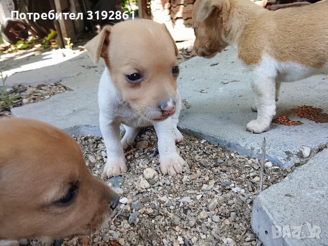 Джак ръсел териер, снимка 1