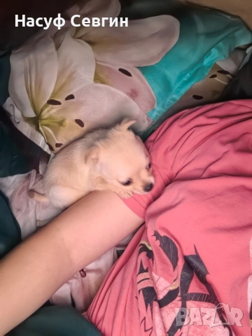 Чихуахуа на 2 месеца мъжко. Остана 1, снимка 8 - Чихуахуа - 53280878