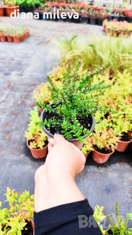 Промо пакет от 6 бр студоустойчиви растения, снимка 14 - Градински цветя и растения - 52111446