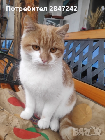 Подарявам котенца , снимка 3 - Персийска - 51806512