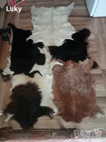 Екзотични, интериорни и естествени,кози кожи-2 бр..Обявената цена е за всичките., снимка 2 - Декорация за дома - 47326682