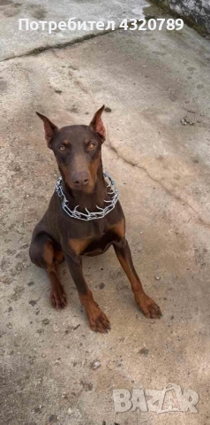 Доберман-женски, снимка 3 - Доберман - 52342201