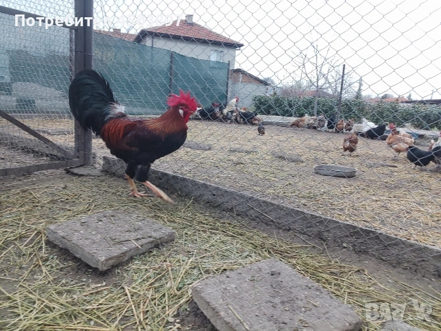 Продавам Петли, снимка 6 - Кокошки и пуйки - 53936415