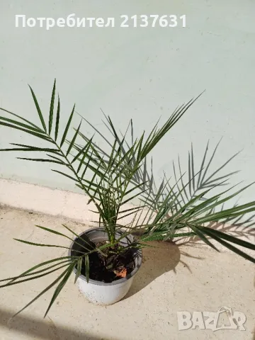 ФИНИКОВА КАНАРСКА ПАЛМА , снимка 2 - Стайни растения - 47695328