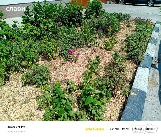 Мулч / Дървесен чипс / 100% Черница , снимка 9 - Тор и почвени смеси - 51243614