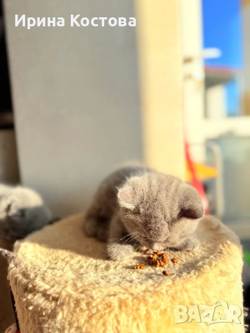 Малки клепоухи Британчета, снимка 3 - Британска късокосместа - 52920418