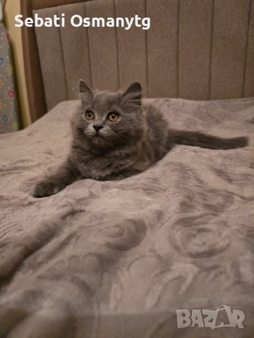 Британско коте, снимка 1