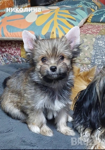 Продавам Йоркширски териер , снимка 17 - Йоркширски териер - 53051709