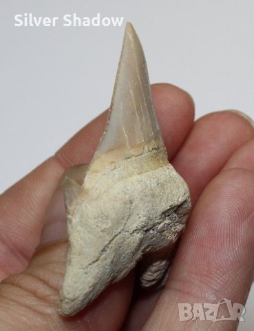 Фосилен зъб на акулата Otodus Obliquus - Плиоцен (5 - 66 Ма), снимка 3 - Колекции - 37432676