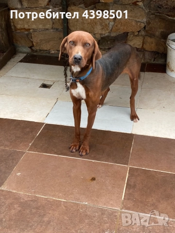 Гонче Балканско, снимка 4 - Гонче - 52694334