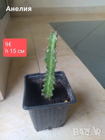 Euphorbia lactea еуфорбия, снимка 3 - Стайни растения - 54220043