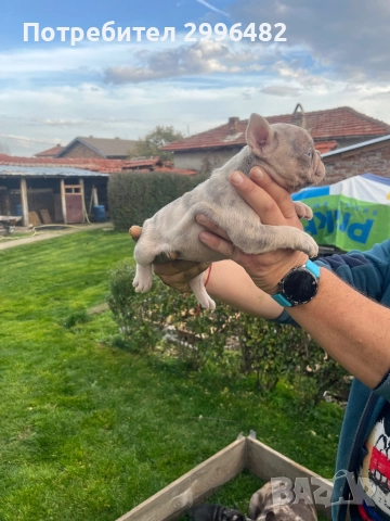 Френски булдог , снимка 7 - Френски булдог - 52567202