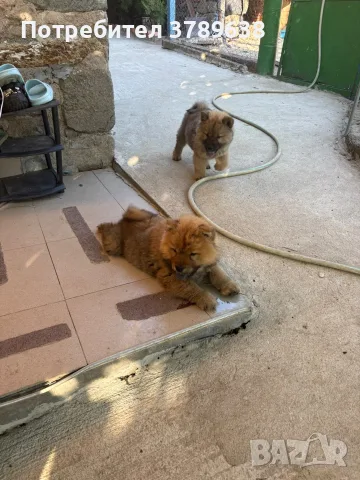 Чау - Чау  💙🐾🐶 Най-пухкавите Чау Чау бебета очакват своите нови семейства , Много скоро 🎉🪭❤️✨🐾🥰🐩➡️⤵️, снимка 6 - Чау Чау - 55342819