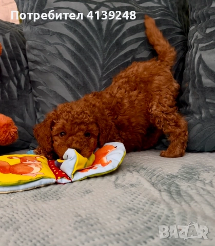 Чистокръвно женско мини пуделче, снимка 3 - Пудели - 52821868