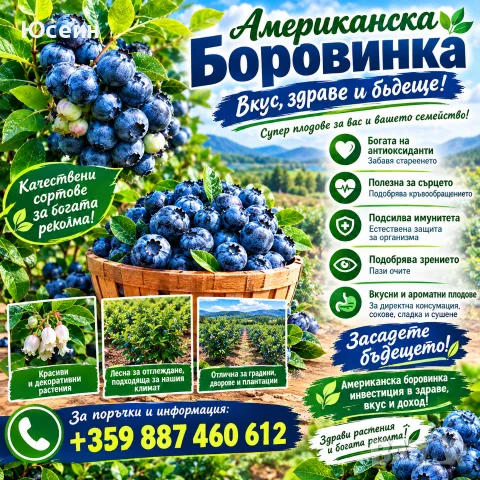 Американска боровинка, снимка 5 - Разсади - 56227894