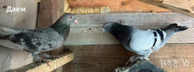 Мардини за игра , снимка 2 - Гълъби - 53014232