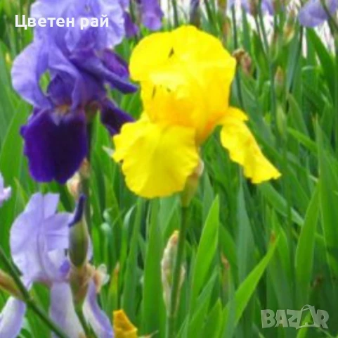 Ризоми на ириси микс цвят на късмет от показаните , снимка 9 - Градински цветя и растения - 51088604