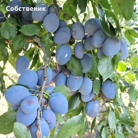 Парцел с овошки, снимка 12 - Парцели - 54730105