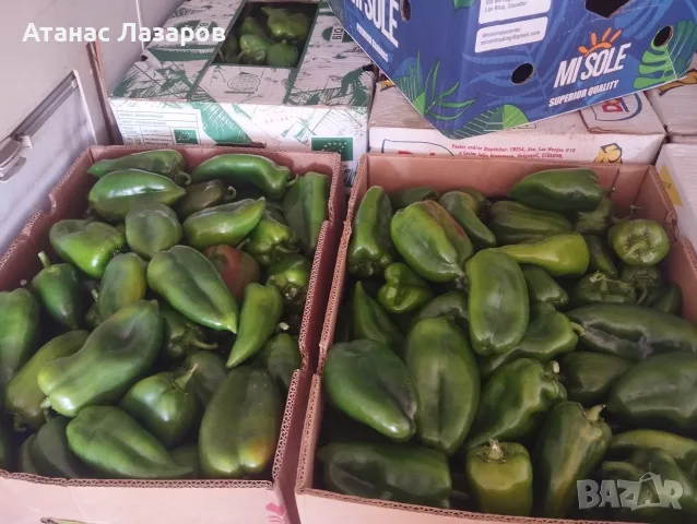 Продавам зелена капия на едро, снимка 5 - Градински цветя и растения - 56442222