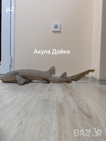 Препарирани акули, снимка 5 - Антикварни и старинни предмети - 53886164