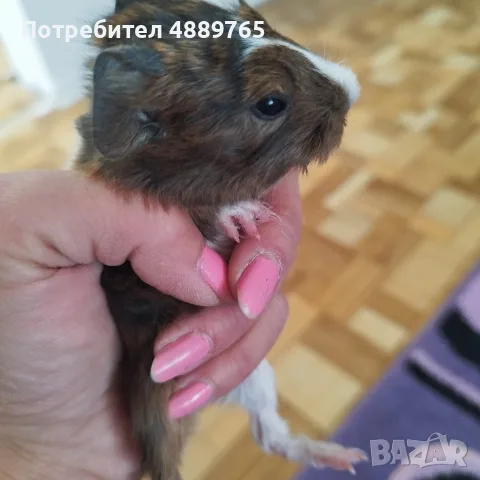 Сладки морски свинчета