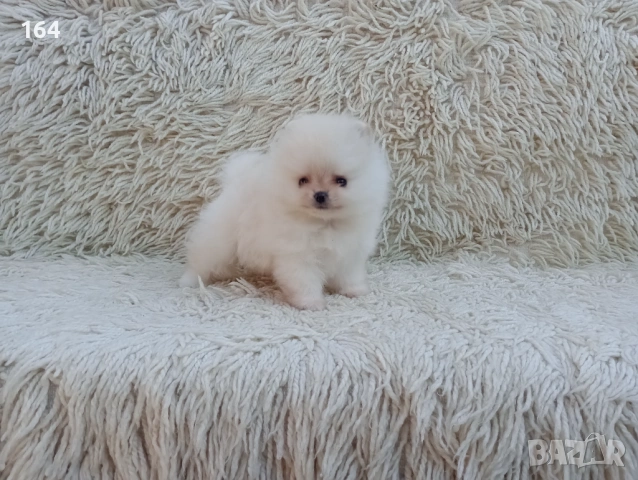 Мъжки мини Померан. Реални снимки !!! 