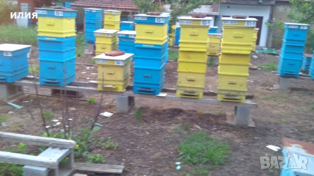 Пчелни отводки, снимка 7 - За пчели - 39565893