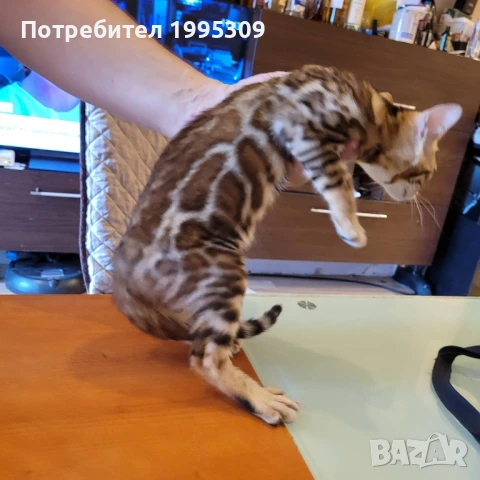 Бенгалски котета, снимка 14 - Други - 50151079
