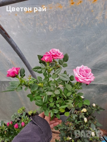 Мини рози два цвята розов и бял , снимка 6 - Градински цветя и растения - 54030097