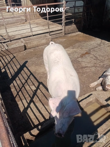 Прасета, снимка 5 - Прасета - 54333108