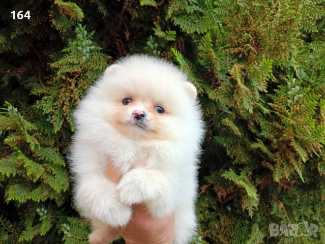 Мъжки Померан. Реални снимки !