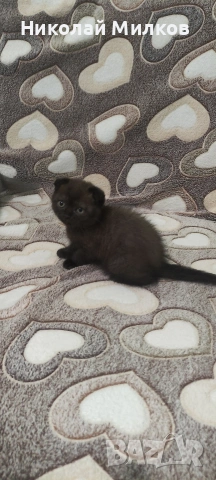 Британски котета , снимка 3 - Британска късокосместа - 54335462