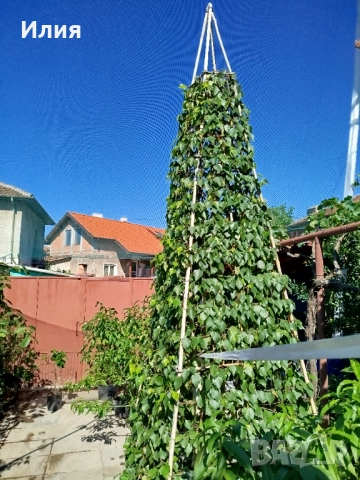 Бреза на формировка пирамида , снимка 5 - Градински цветя и растения - 51471282
