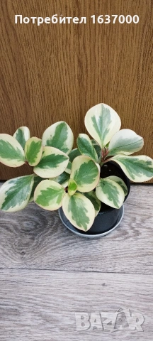 Пеперомия Golden gate 