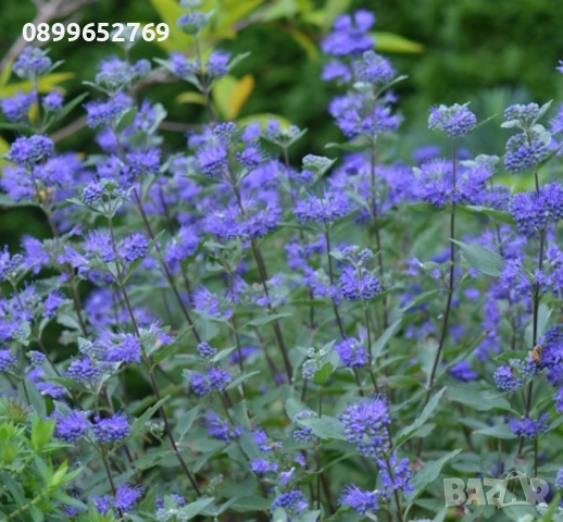 Кариоптерис Медоносно растение. , снимка 3 - Разсади - 51515622