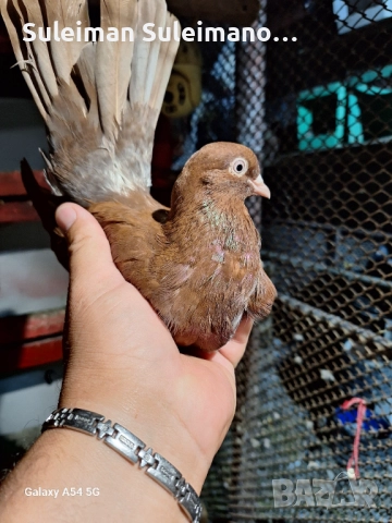 Продавам 2 двойки въртящи и подарък едно младо тяхно 60 лв , снимка 3 - Гълъби - 52891887