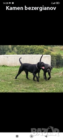 Кане Корсо Смолян , снимка 14 - Кане корсо - 52457720