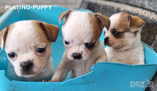 Мини чихуахиа, снимка 6 - Чихуахуа - 54315444