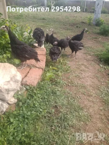 Пуйки Артисан разплодни яйца , снимка 6 - Кокошки и пуйки - 49325366