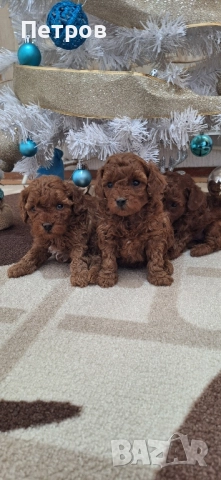 Той Пудел / Poodle Toy, снимка 7 - Пудели - 52874148