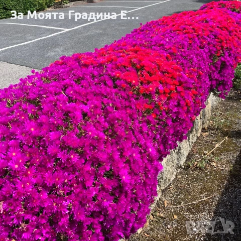 Делосперма - Почвопокривна и Каскадна , снимка 10 - Разсади - 54020837