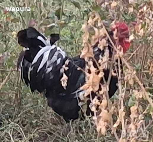 Японски петли за разплод хоби японски кокошки токачки, снимка 6 - Кокошки и пуйки - 50232349