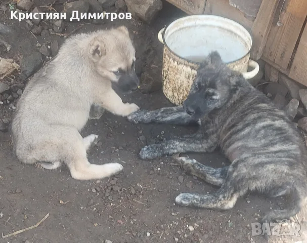 Последни бройки женски , снимка 4 - Кангал - 55873077