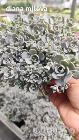 Седум Оростахис, Китайска шапка, Orostachys ‘Chinese Hat', снимка 2 - Градински цветя и растения - 51397227