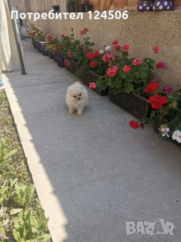 Померан, померанчета, мини померани, снимка 3 - Померан - 35048928