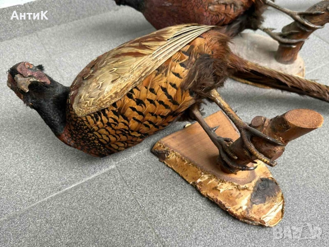 Препариран Фазан Фазани, снимка 4 - Други ценни предмети - 51683019