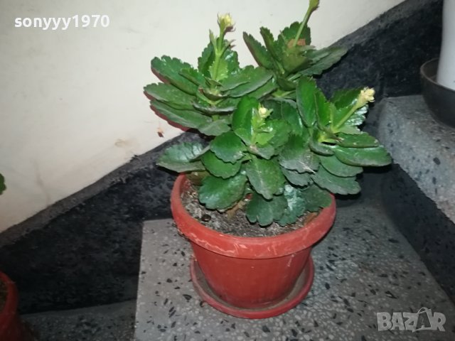 ЦВЕТЕ В САКСИЯ-КАЛАНХОЕ 1802240811, снимка 4 - Стайни растения - 44348275