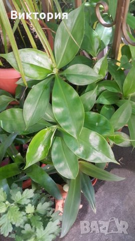 Кализия - билката на века!, снимка 2 - Градински цветя и растения - 26712093