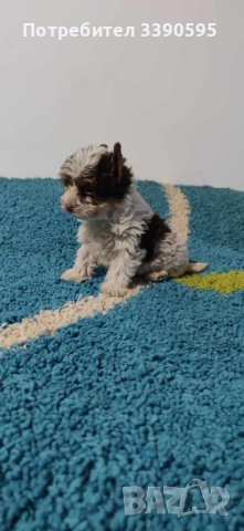 Йоркширски Териер Бивър и Биро , снимка 8 - Йоркширски териер - 44192076