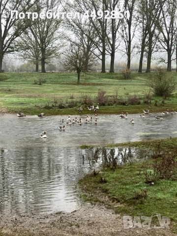 Яйца от гъски тулузки, снимка 2 - други­ - 53380266